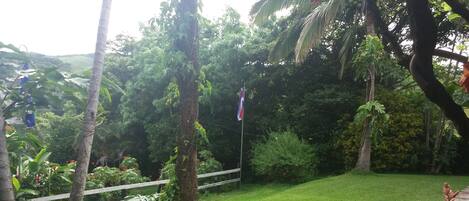 A lush garden with a grassy lawn, a wooden fence, and various tropical plants.