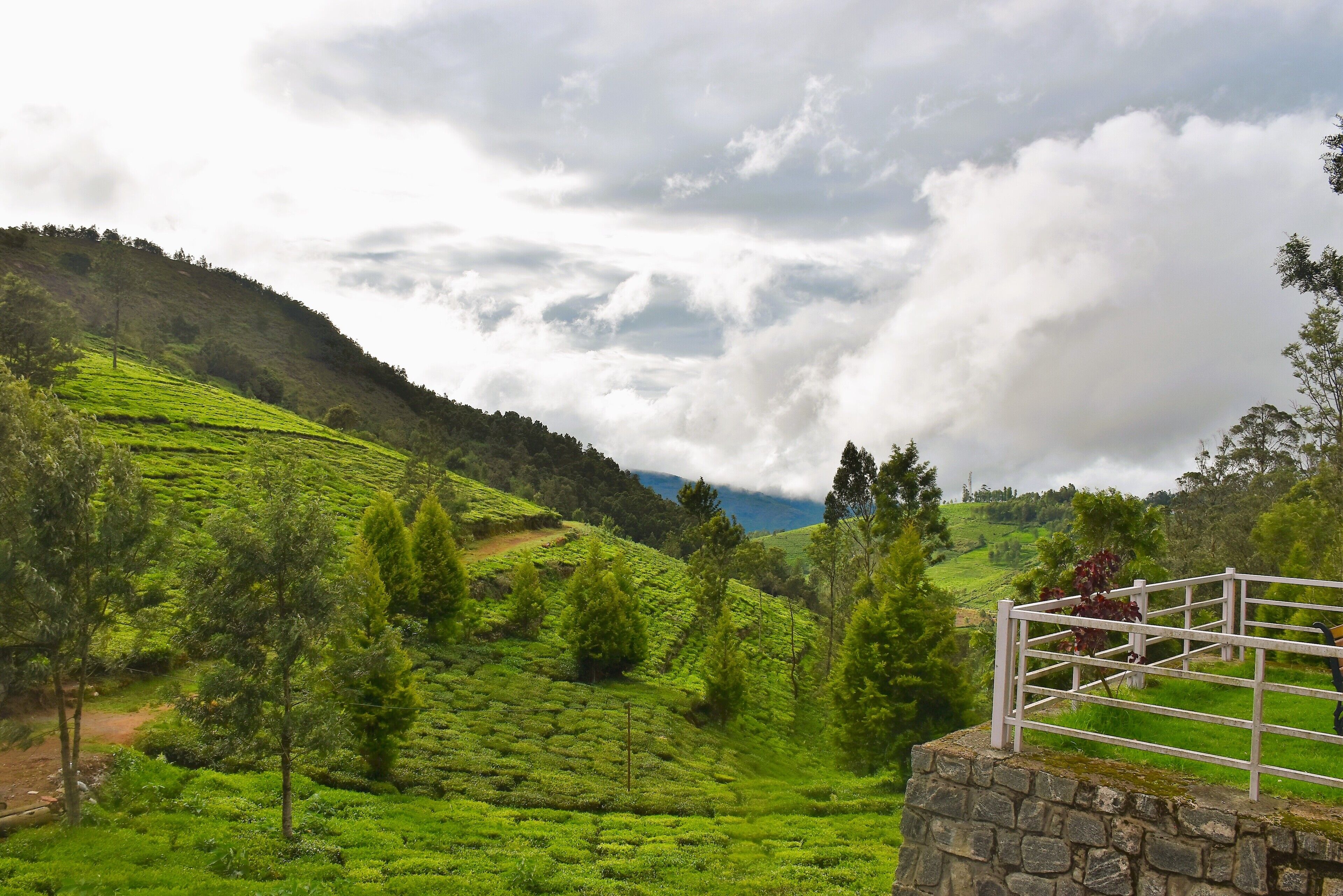 A stone wall with a metal railing overlooking a lush green tea plantation.