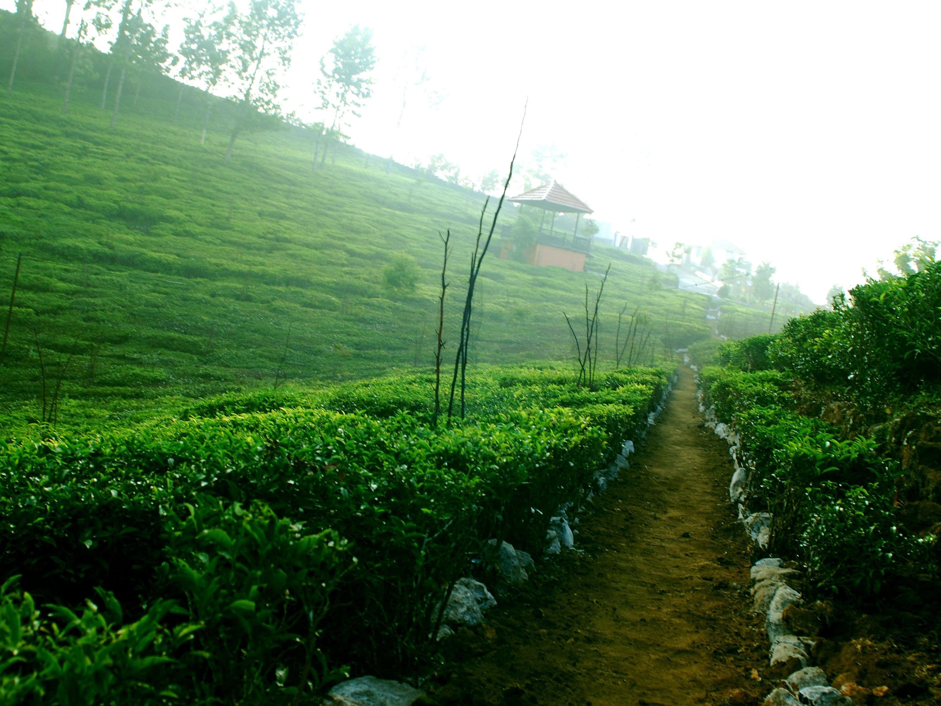 A pathway through a lush green tea plantation with a small structure in the background.