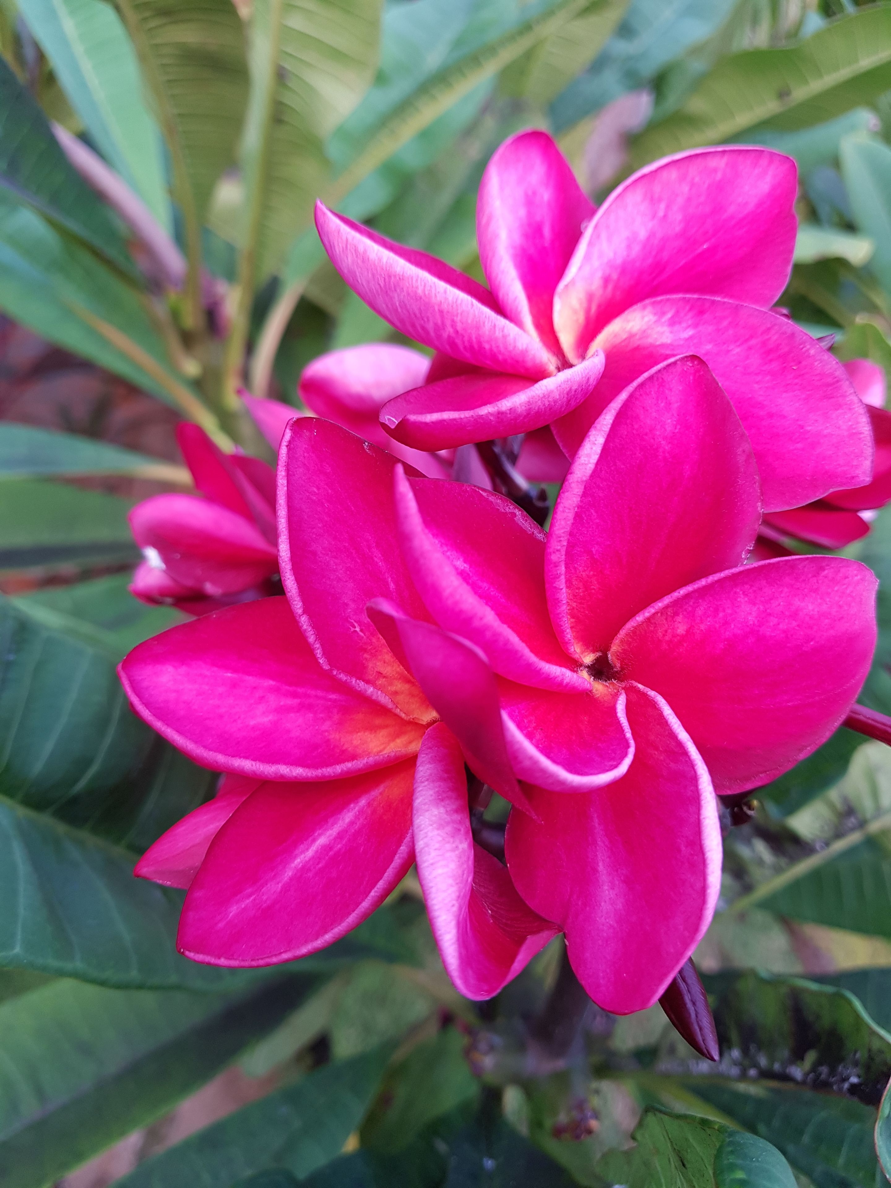 Un grupo de flores rosas vibrantes con follaje verde al fondo.