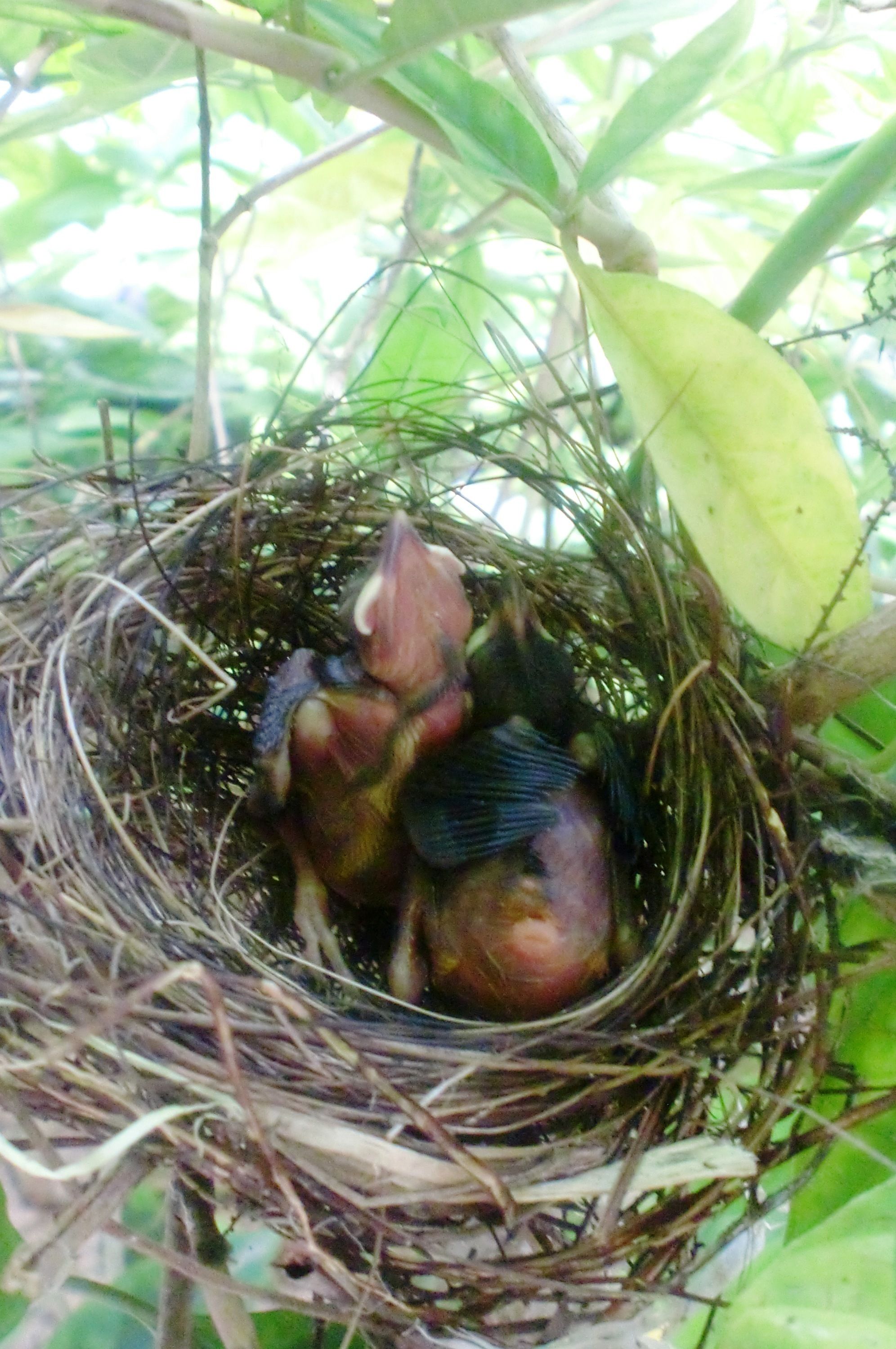 A bird's nest with three chicks.
