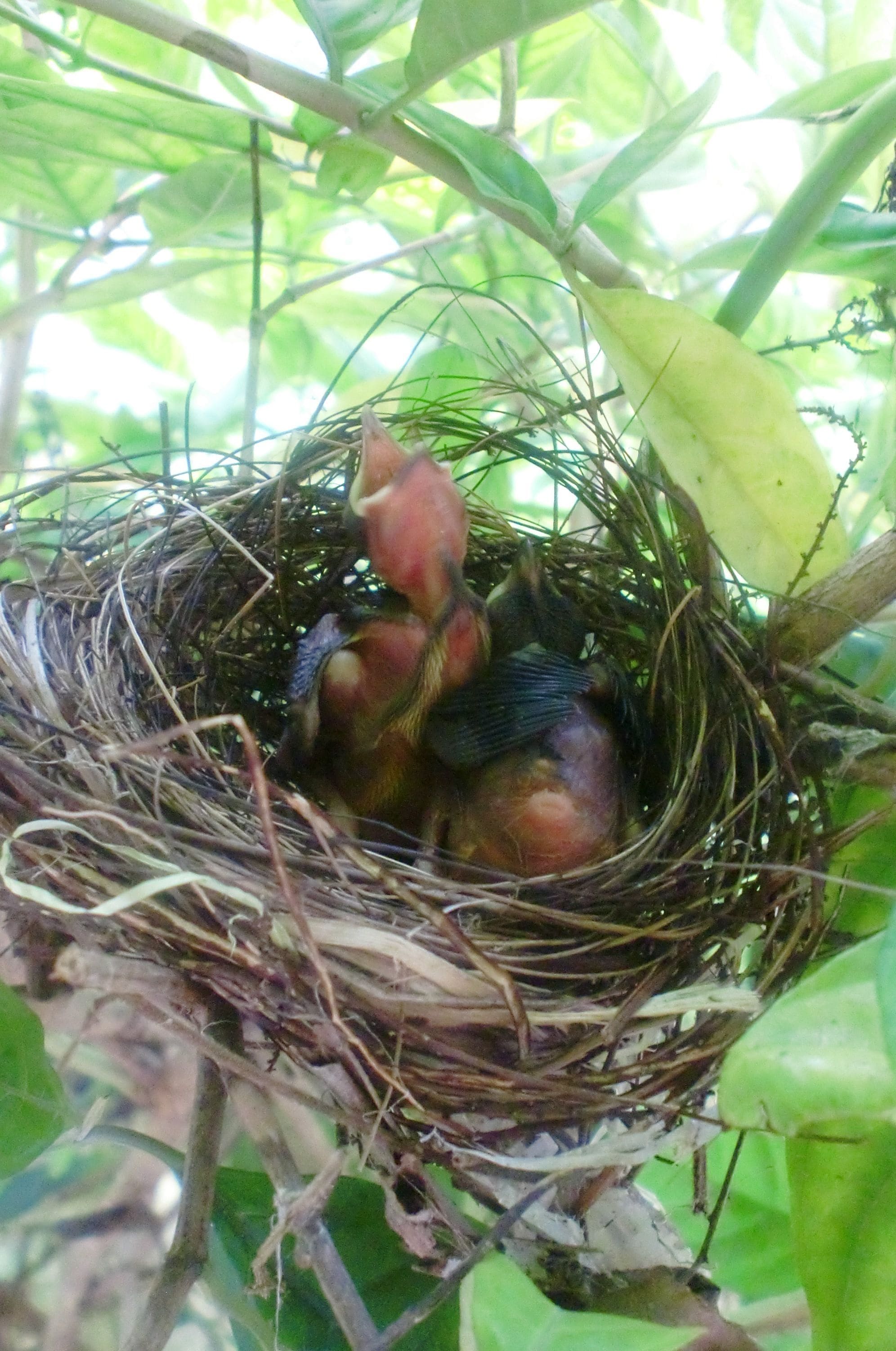 A bird's nest with several eggs and chicks.