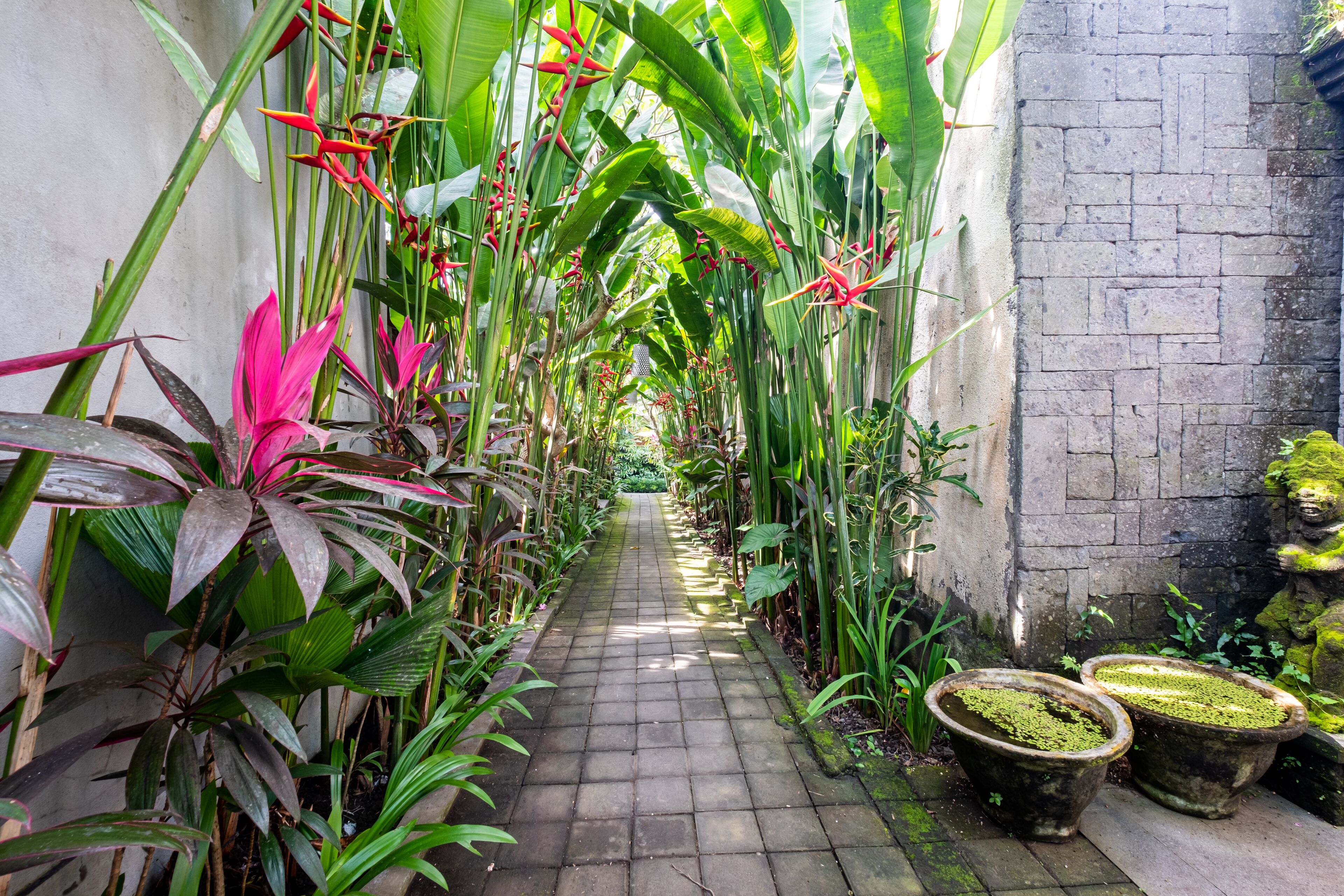 A narrow brick pathway flanked by lush tropical plants and potted plants.