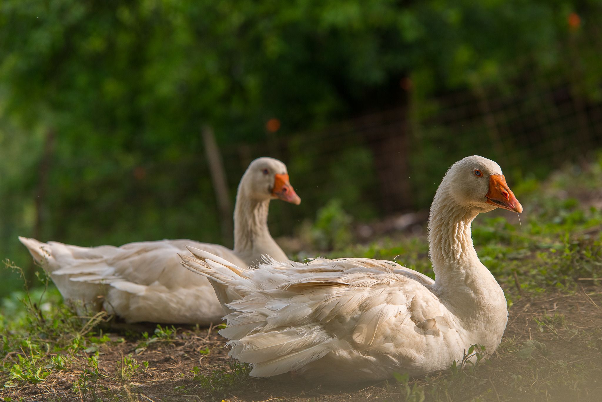 Zwei weiße Gänse mit orangefarbenen Schnäbeln und Füßen ruhen auf Gras.