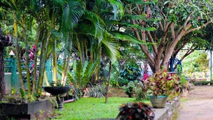 Un exuberante jardín con diversas plantas y un sendero.