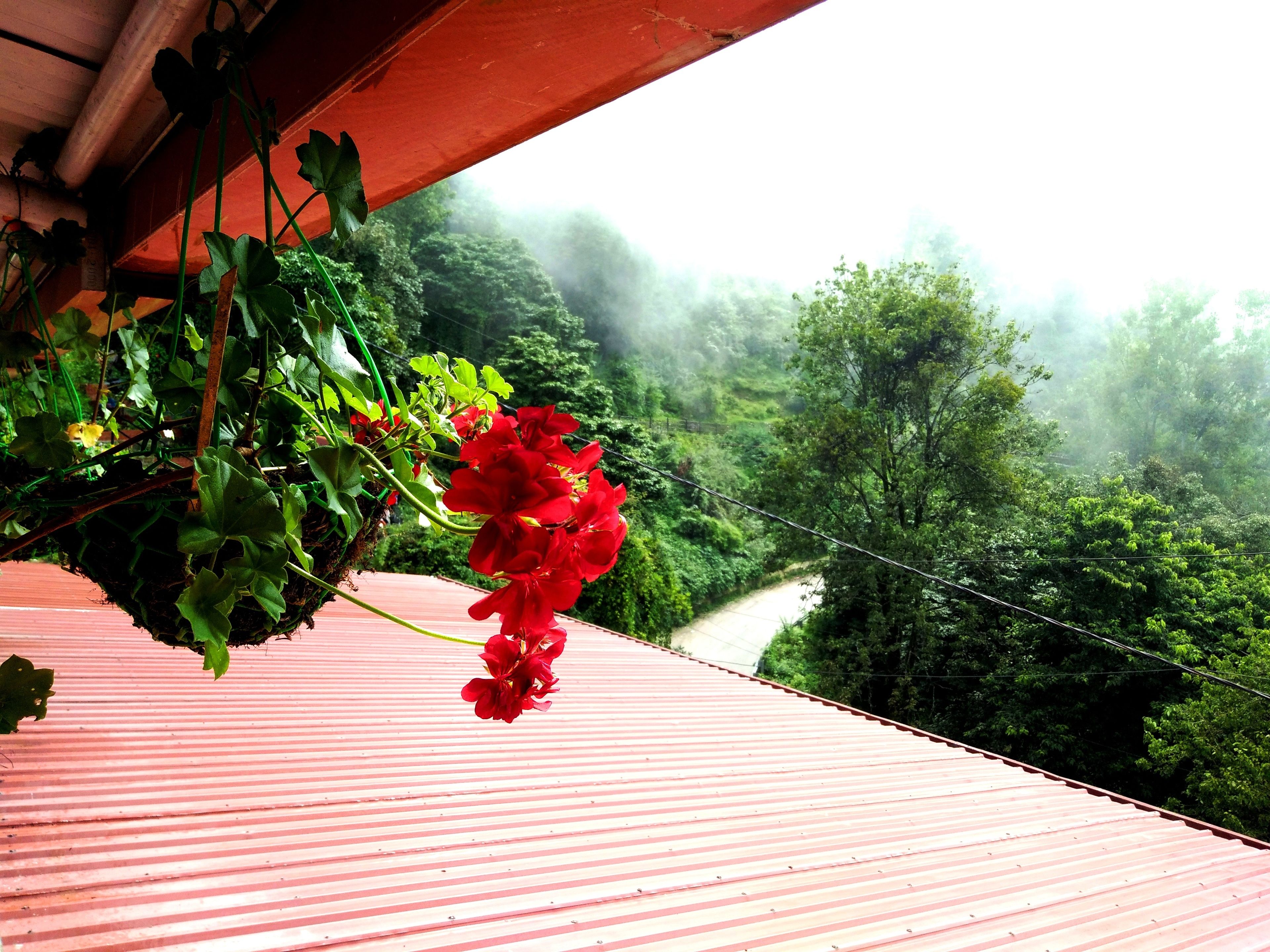 A red metal roof with a hanging red flower arrangement and a view of a green forested area.