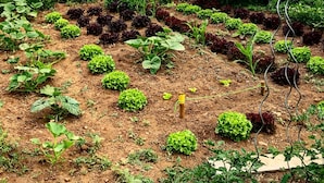 A garden with various plants and a metal pipe. - Eco Yourte Les Airelles (Saint-Antheme)