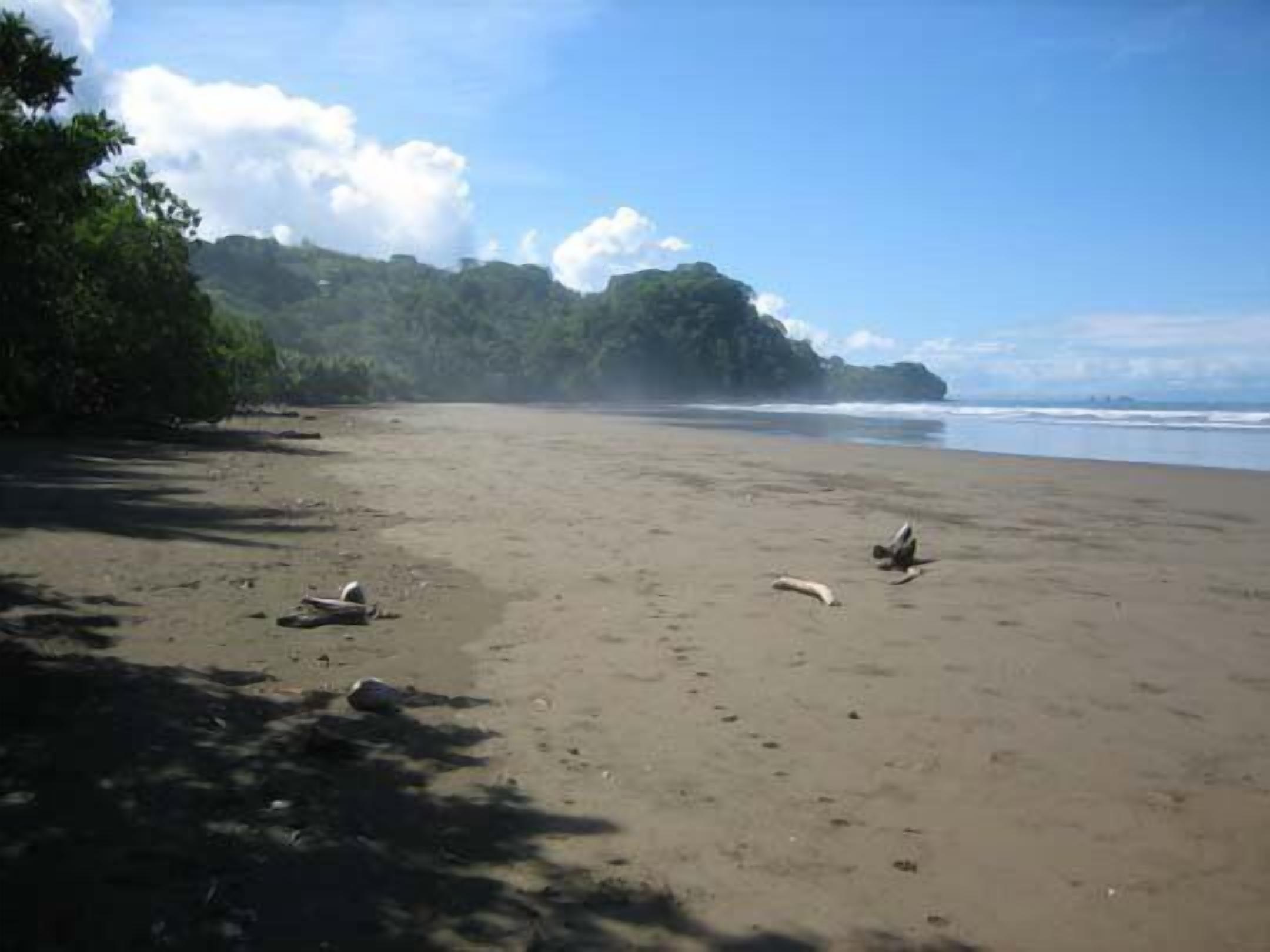 A beach with a sandy shore, some scattered debris, and a few birds.
