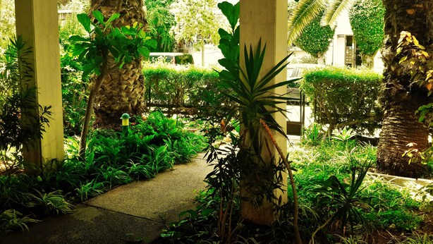 Un espace jardin aménagé et abrité, avec un chemin en béton, diverses plantes tropicales et des palmiers.