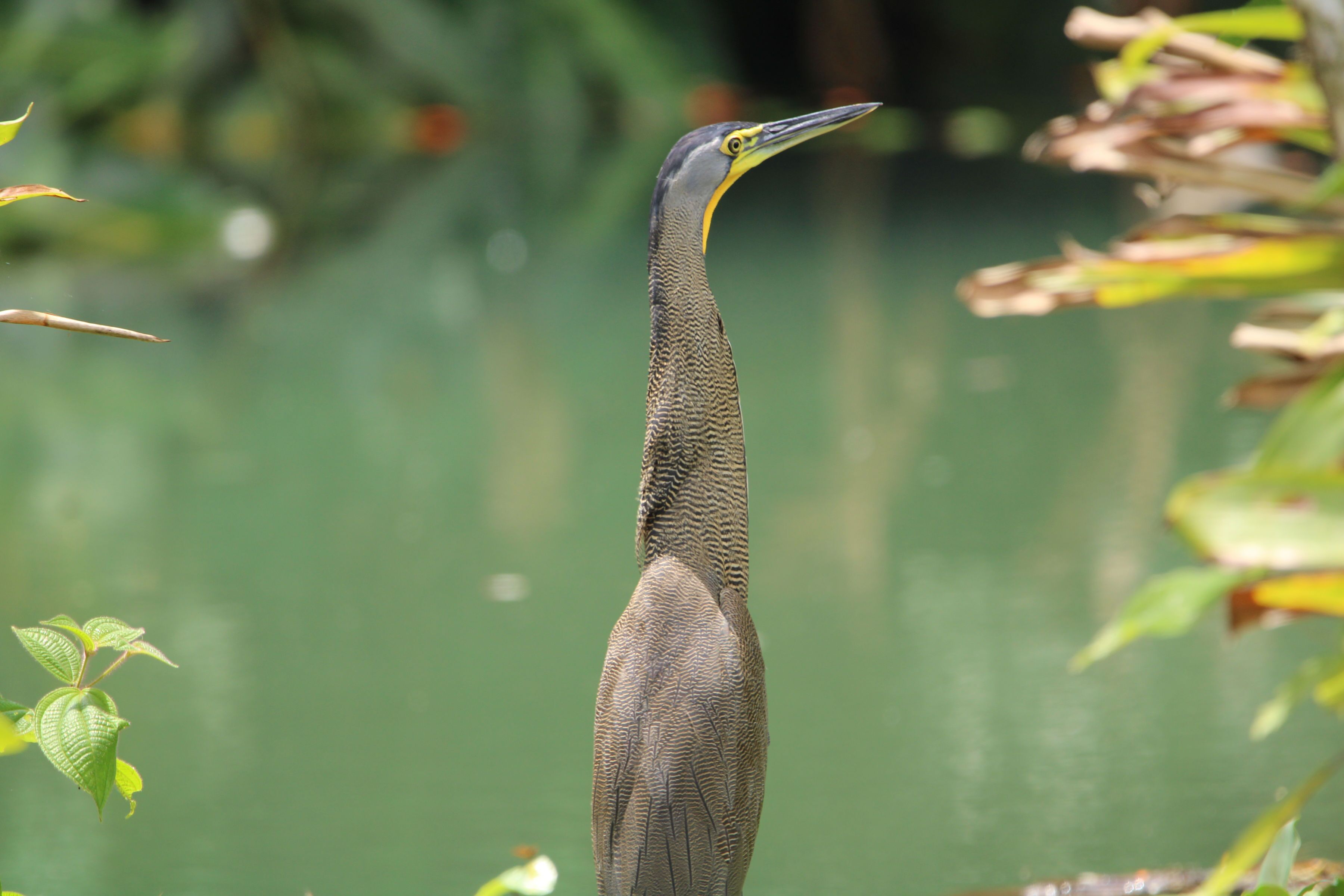 A tall, slender bird with a long neck and a pointed beak, standing in a natural setting with green foliage and a blurred background.