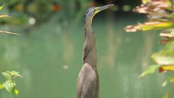 A tall, slender bird with a long neck and a pointed beak, standing in a natural setting with green foliage and a blurred background.