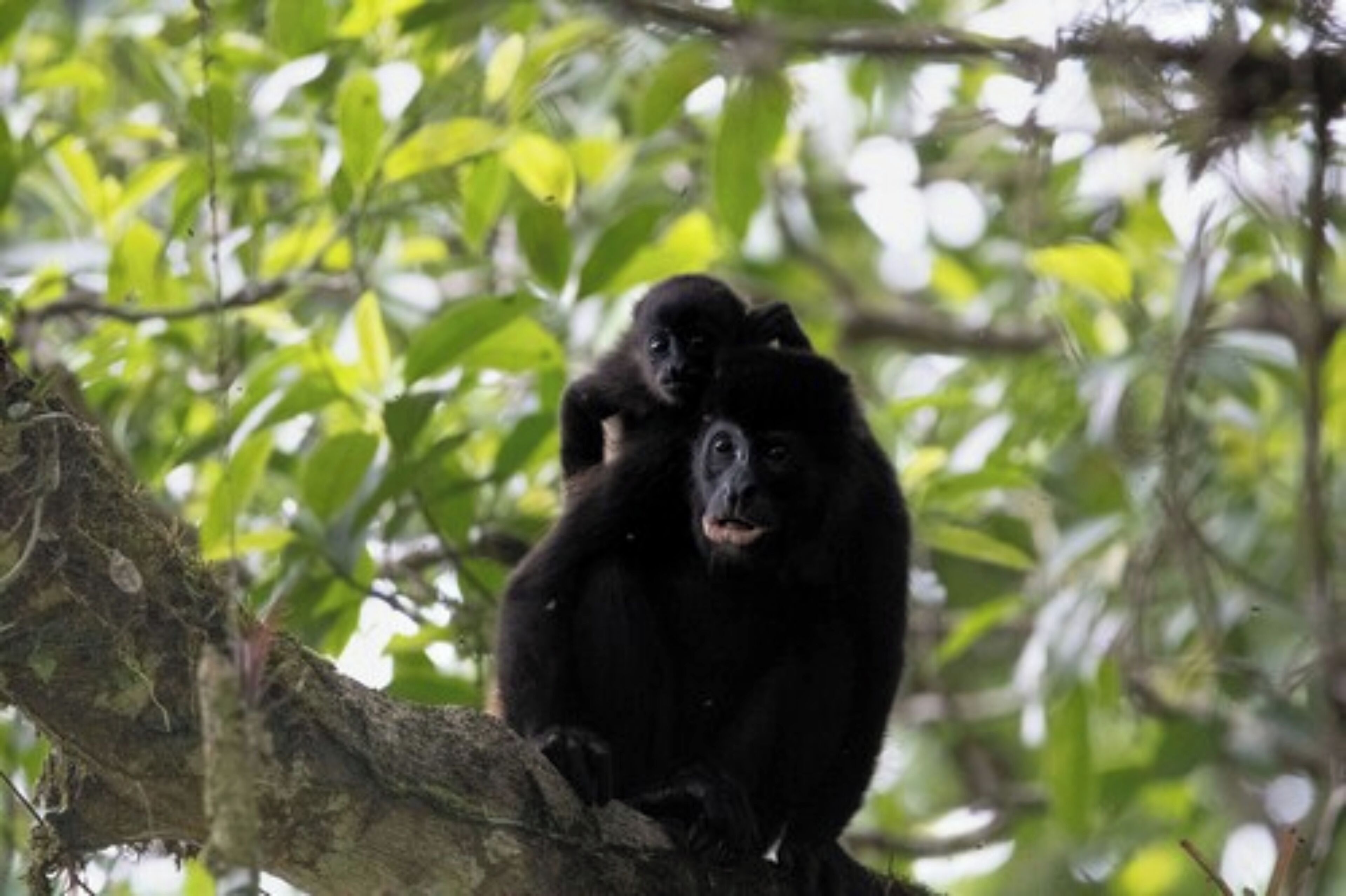 A black monkey sitting on a tree branch in a forested area.