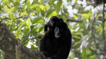 A black monkey sitting on a tree branch in a forested area.