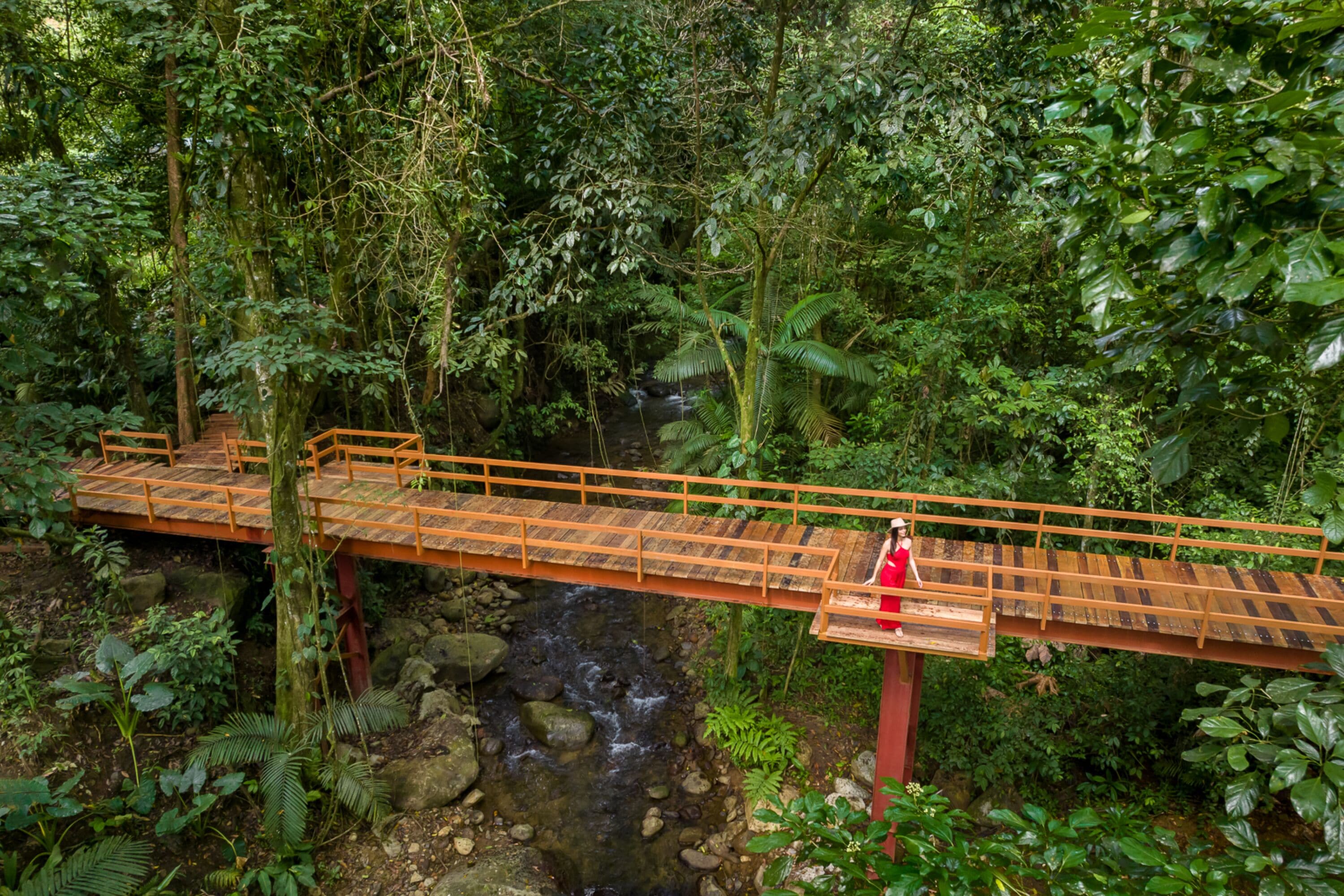 Un puente de madera sobre un arroyo en un área boscosa.