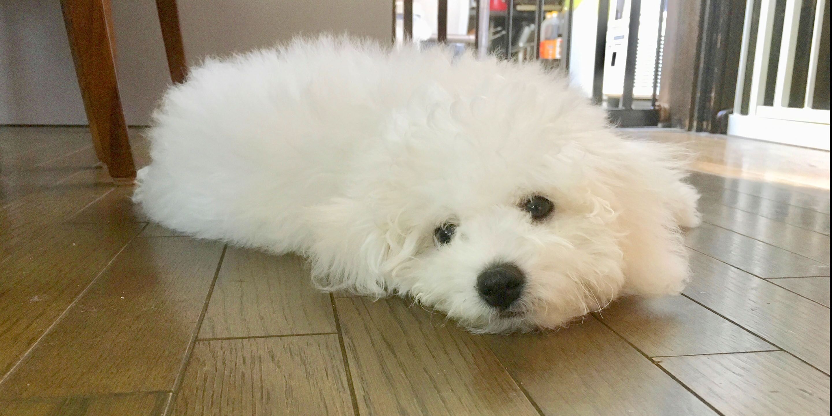 A fluffy white dog lying on a wooden floor.