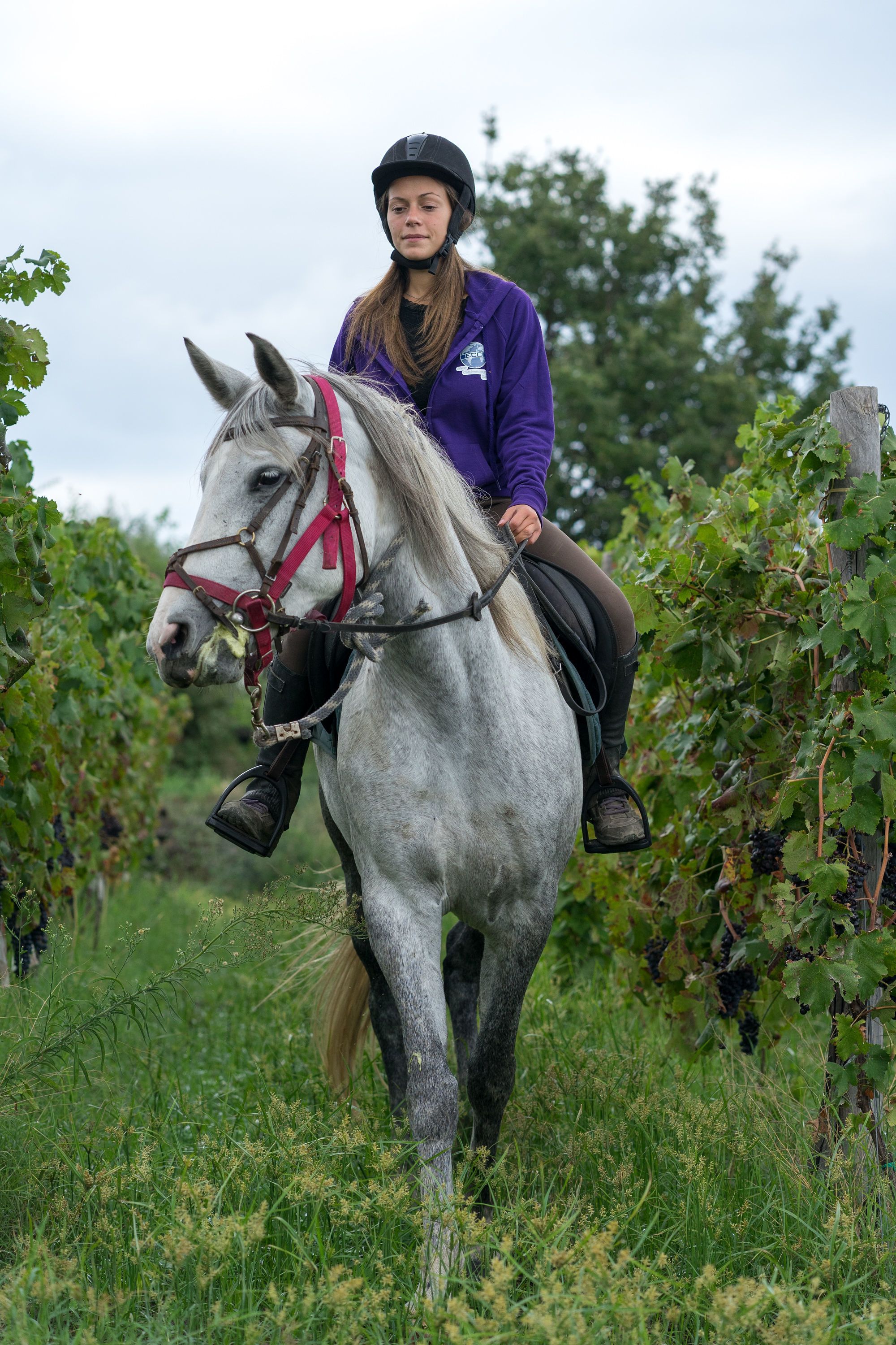 Una persona montando a caballo en un viñedo.