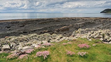 A coastal landscape with rocky terrain and grassy areas with pink flowers.