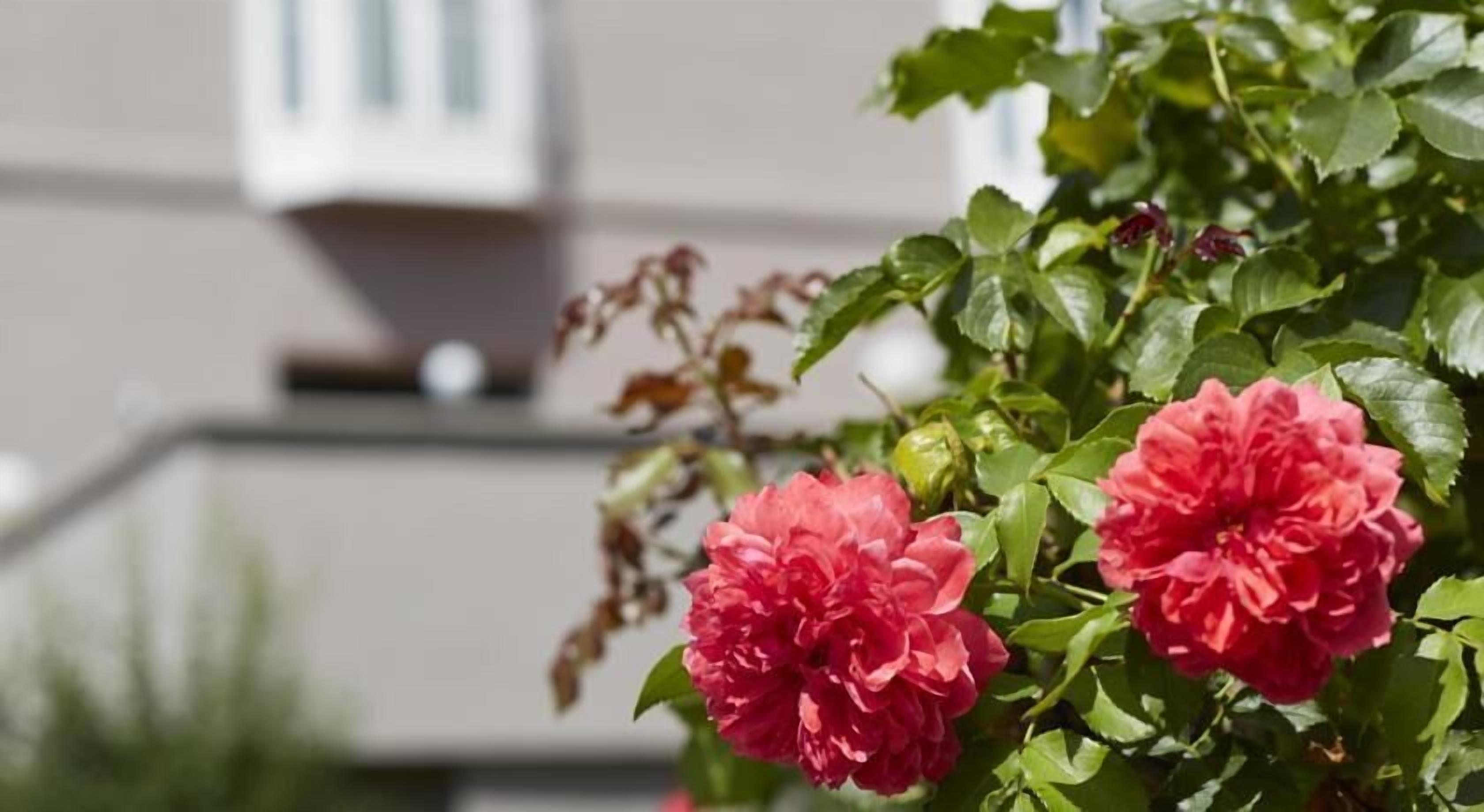 حديقة