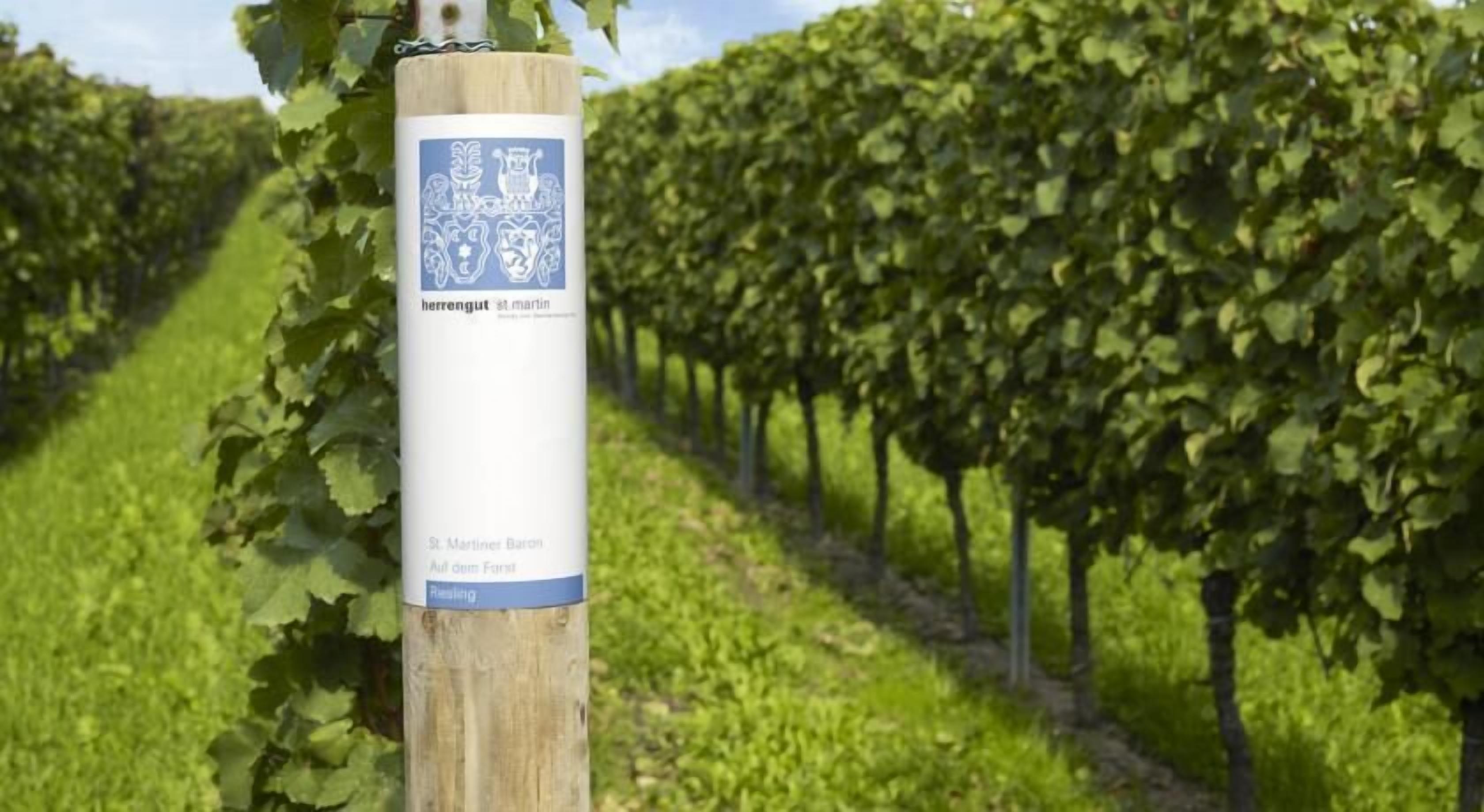 A wooden post with a label in a vineyard.