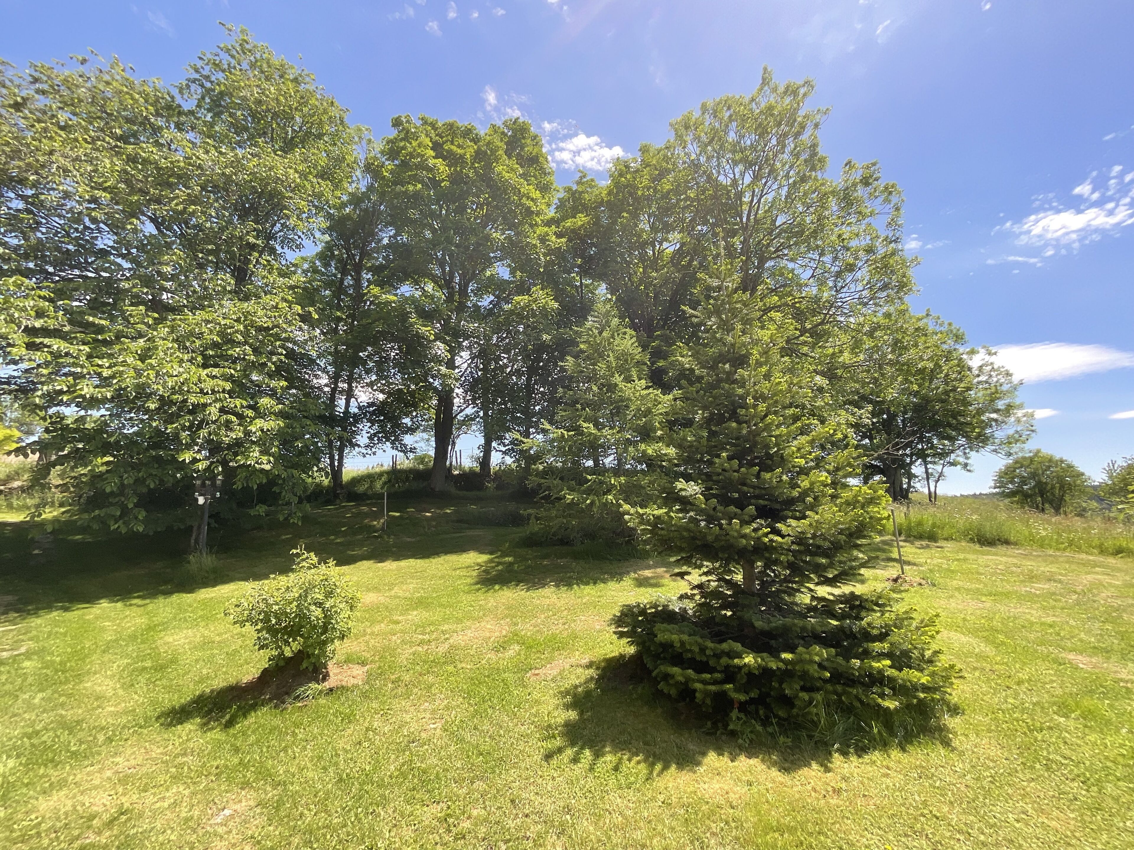 A grassy area with several trees and a small bush.