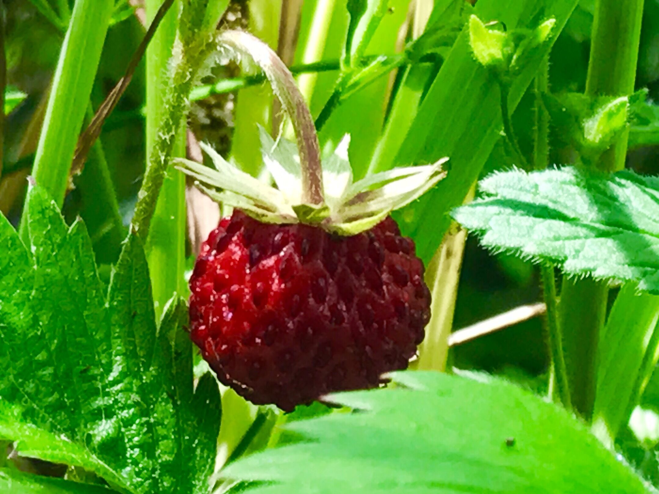 A ripe raspberry hanging from a plant with green leaves.