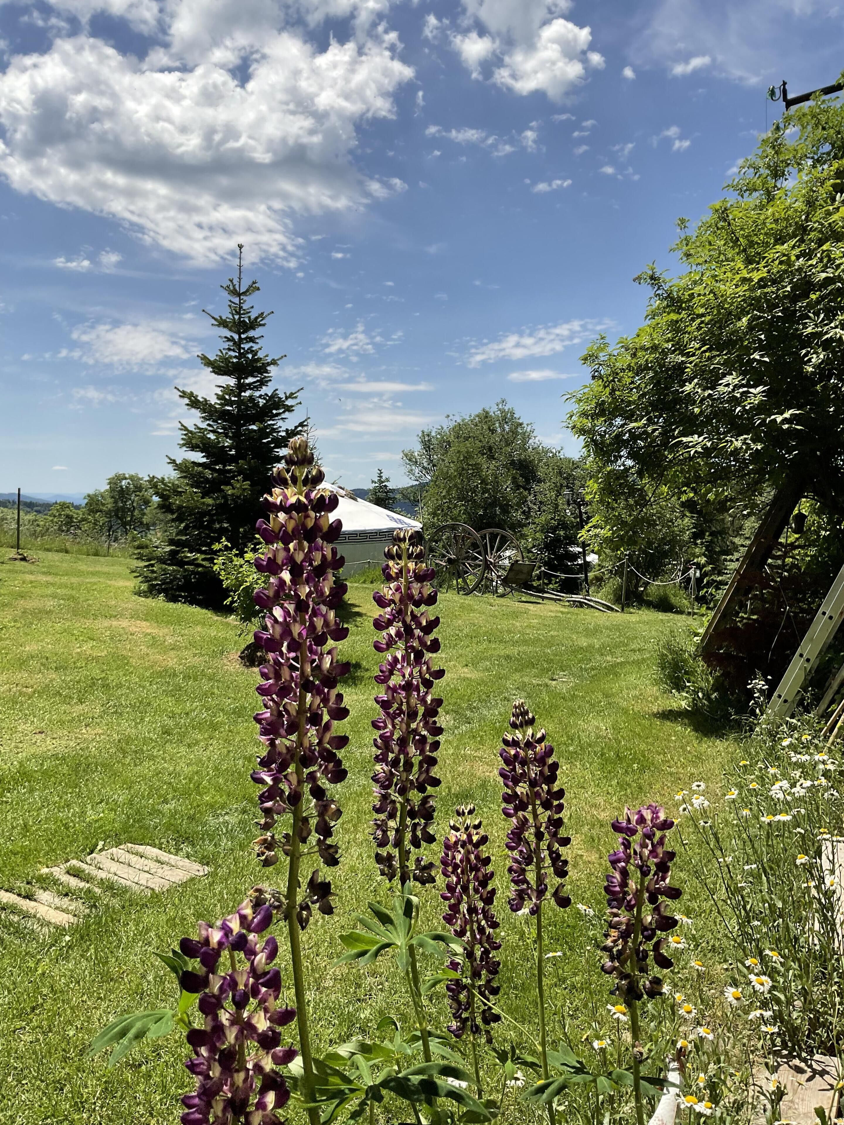 Un campo con hierba alta y flores moradas, un edificio blanco y una estructura de madera al fondo.