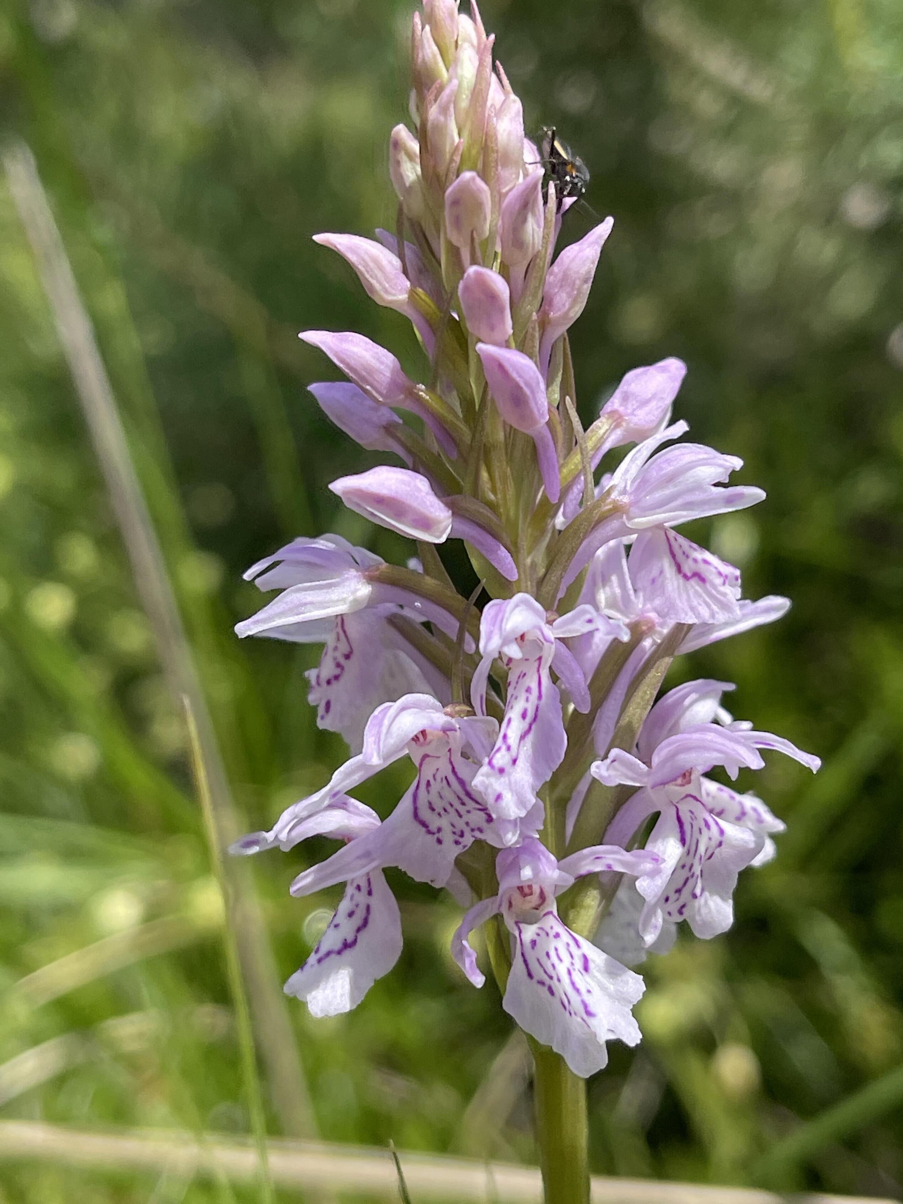 Un gros plan d’une orchidée violette sur laquelle est posée une abeille.