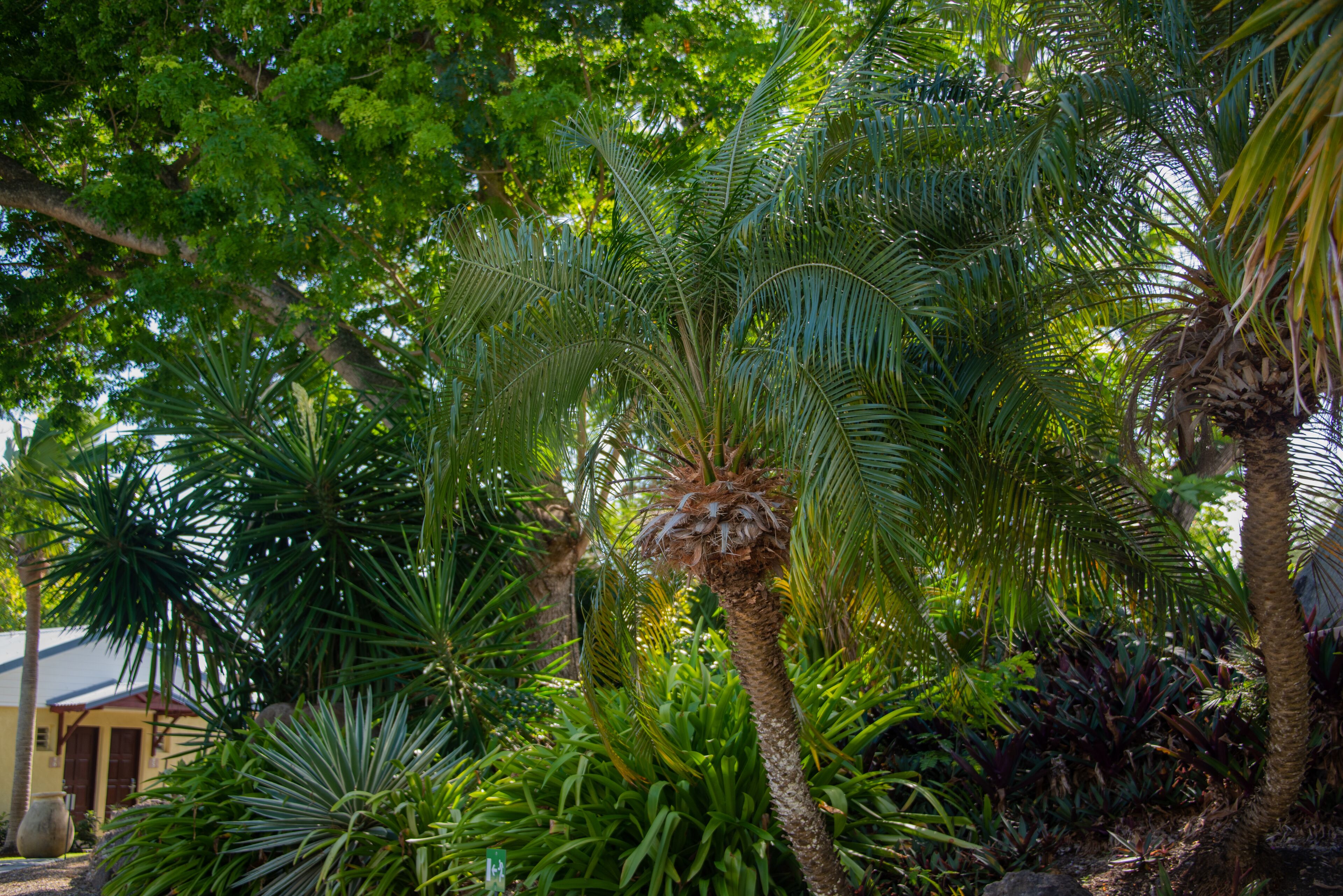 A lush garden with various tropical plants and a palm tree.