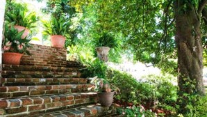 A set of brick steps leading up to a garden area with potted plants and a tree. - Steele Cottage (Vicksburg)