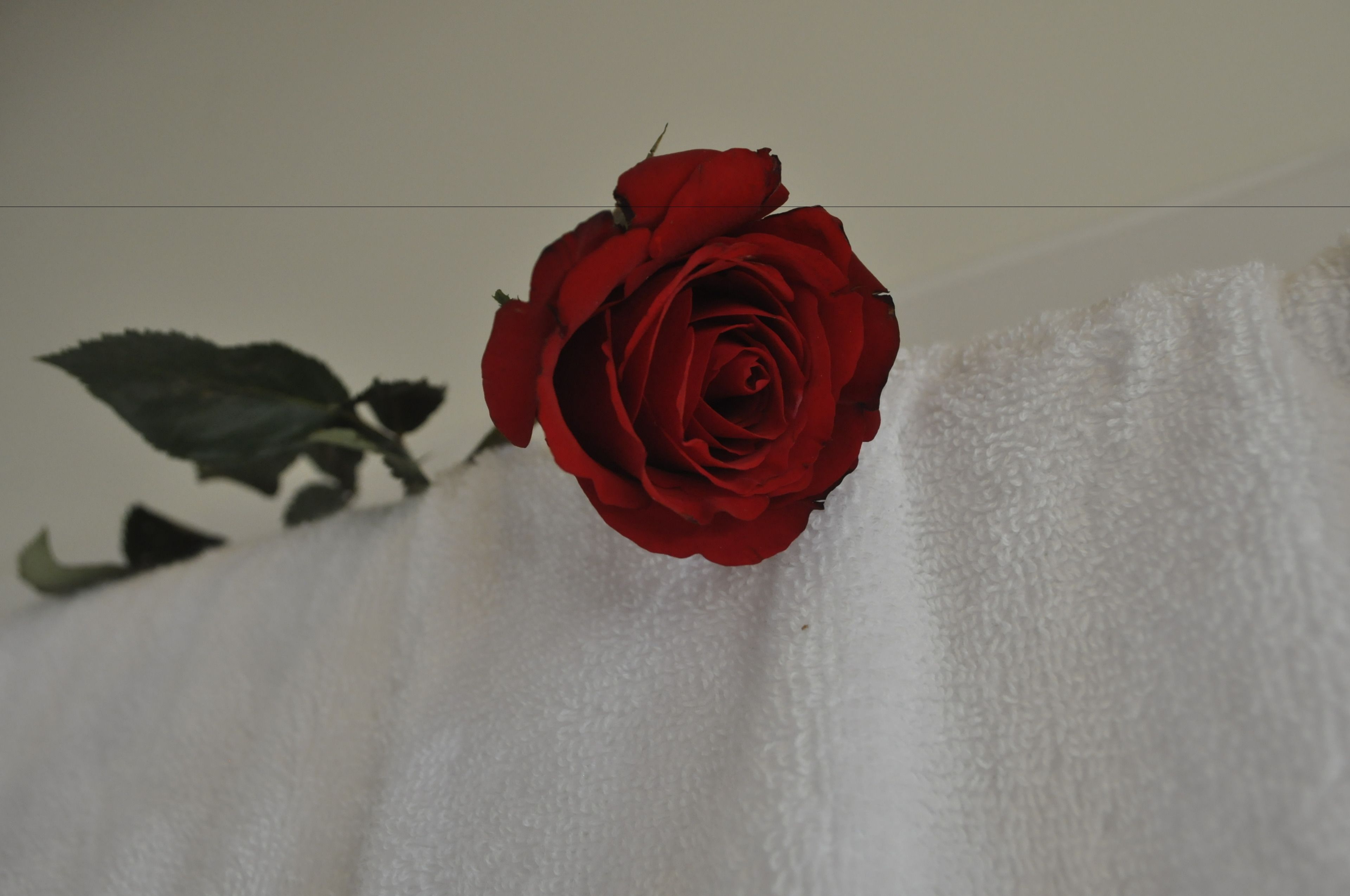 A single red rose against a white textured wall.