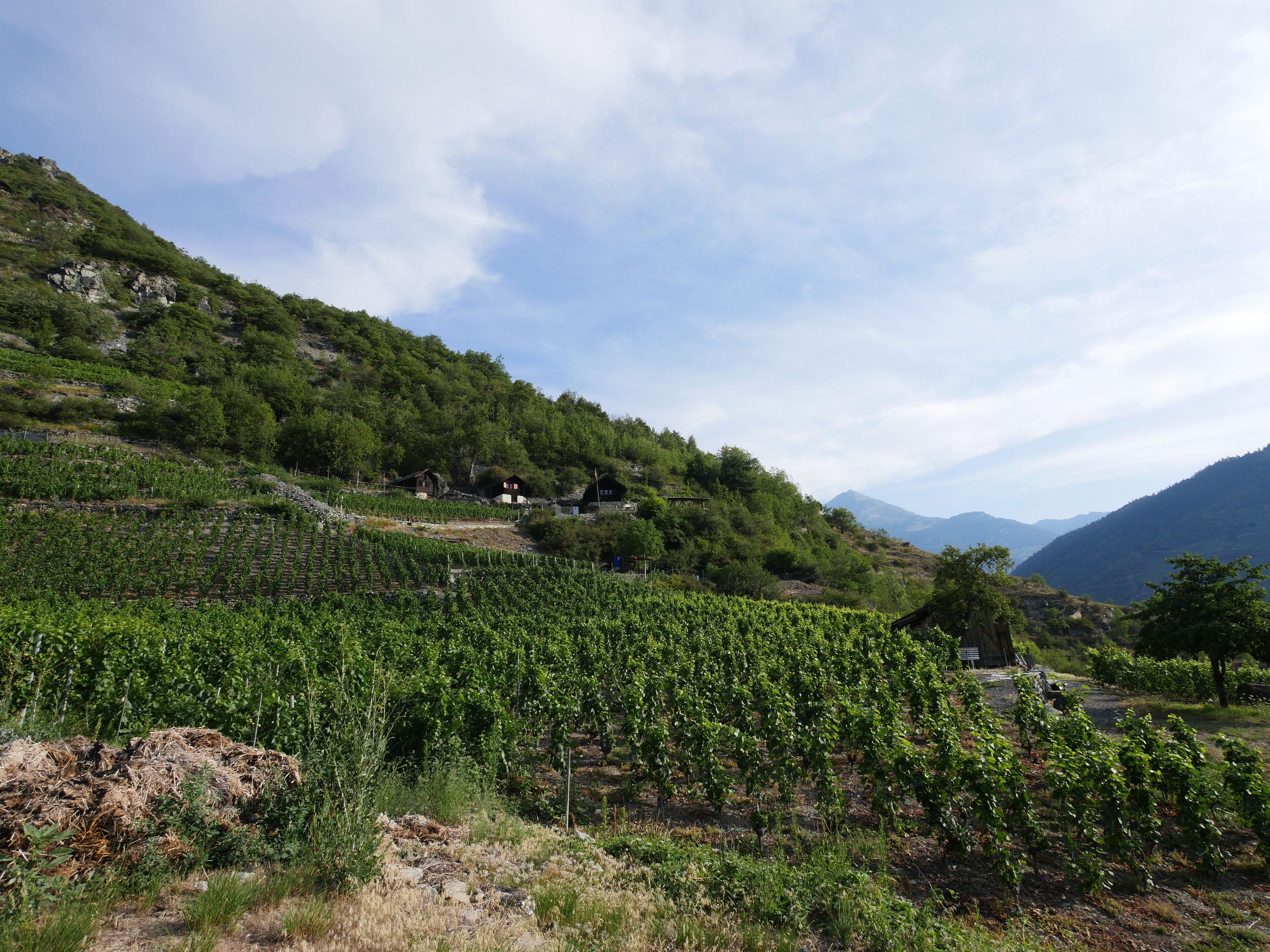 Un paisatge de vinyes amb files de ceps, alguns edificis i un fons de muntanyes.