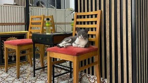A room with a wooden chair with red cushions, a small table, and a cat sitting on the chair. - Taksim Park  (Istanbul)