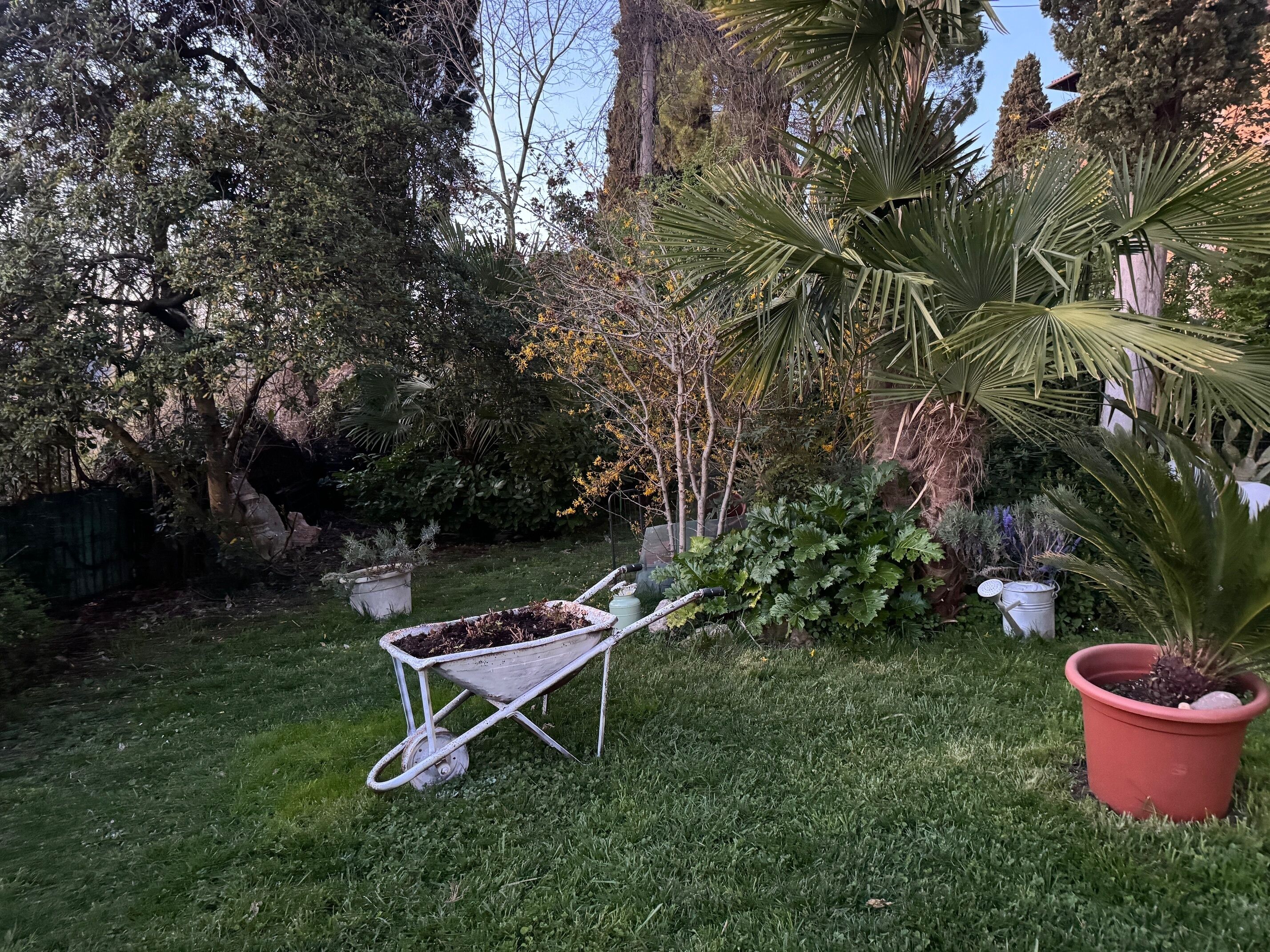 Un giardino con una carriola, piante in vaso e diverse specie di alberi.