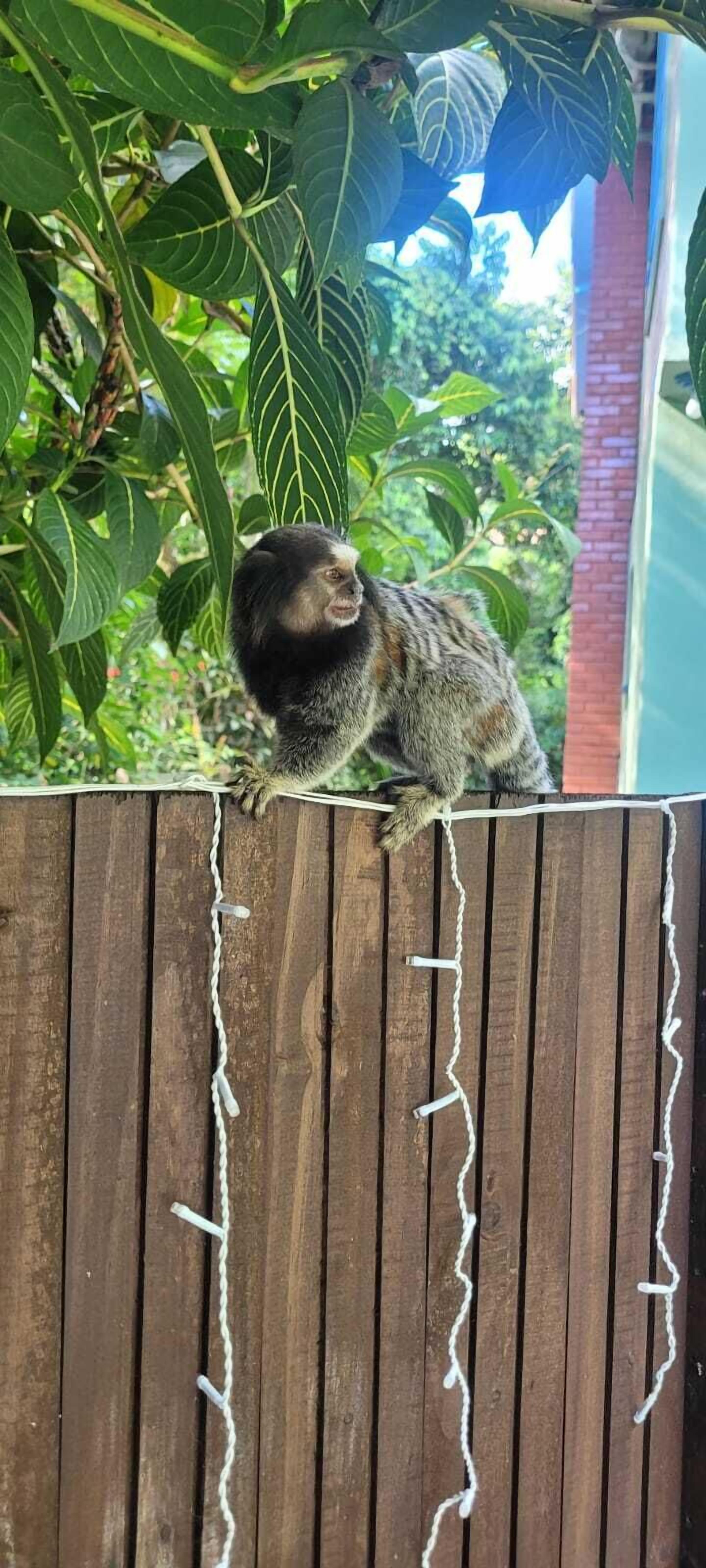 Ein Affe sitzt auf einem hölzernen Zaun, im Hintergrund grüne Vegetation.
