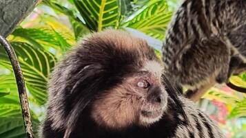 A monkey with dark fur and lighter stripes, perched on a branch with lush green leaves in the background.