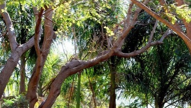 An outdoor dining area with a table and chairs, surrounded by trees and plants. - Barnstormers Rest (Nkomazi)