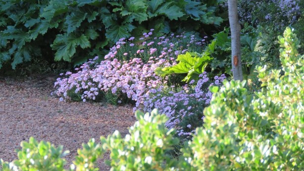 Un jardin où l’on trouve une variété de plantes et de fleurs, notamment de grandes feuilles vertes et des fleurs roses.