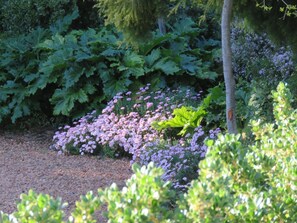 A garden with various plants and flowers, including large green leaves and pink flowers. - Sandy's Place (Barrydale)