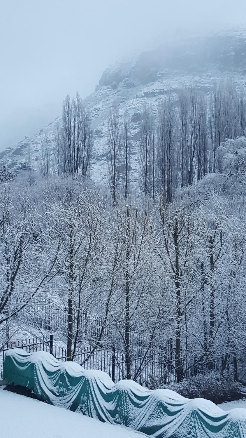 Paesaggio innevato con alberi spogli e una montagna sullo sfondo.