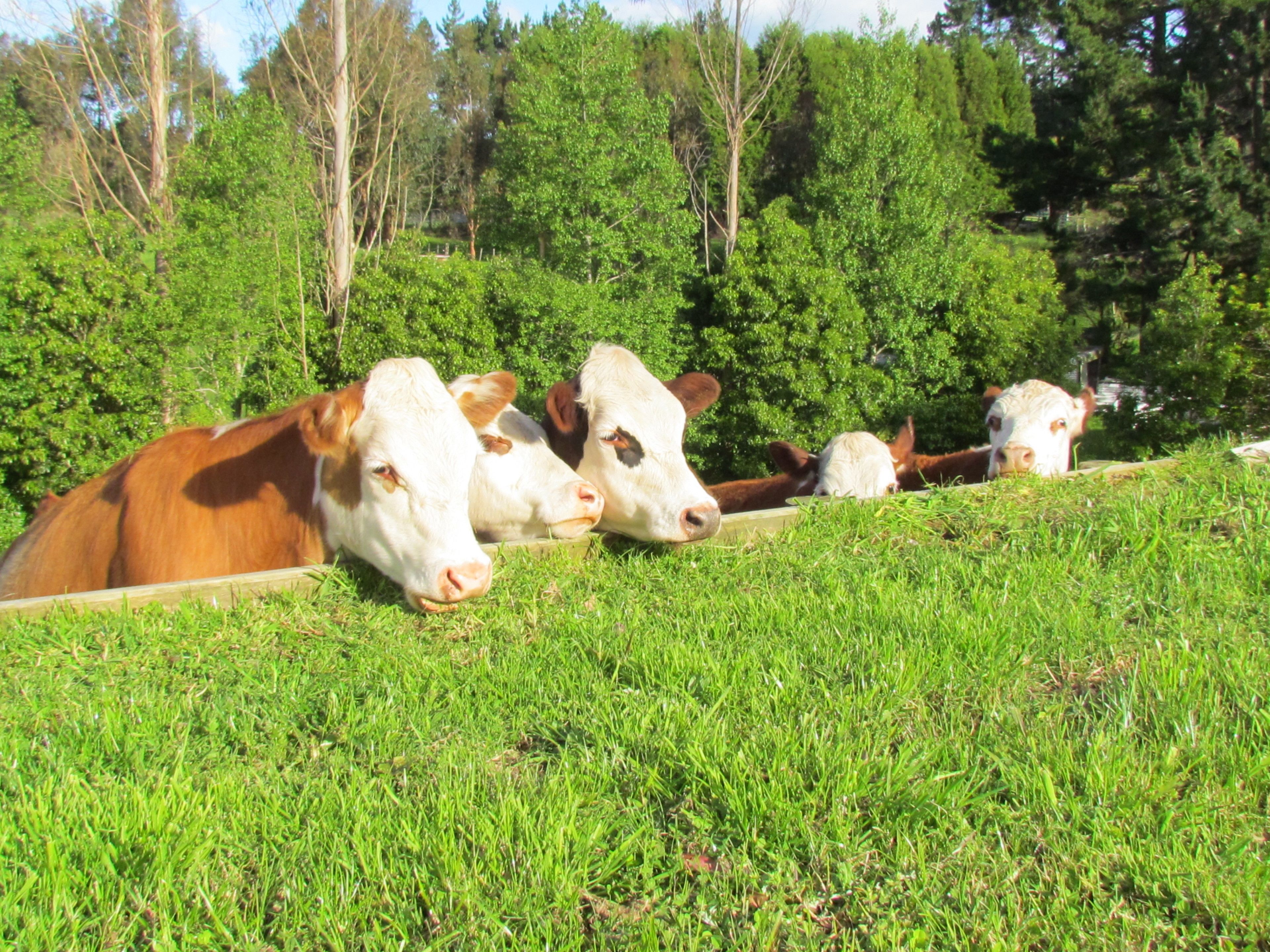 Une rangée de vaches se reposant sur une pente herbeuse, avec une forêt en arrière-plan.