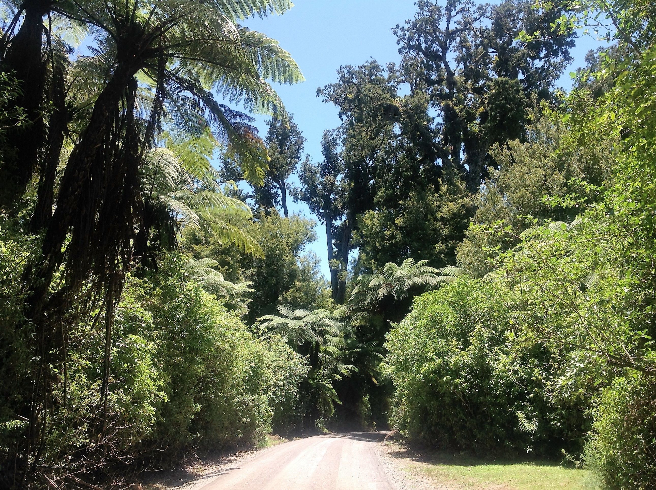 Un camino estrecho y sin asfaltar rodeado de follaje verde y frondoso.