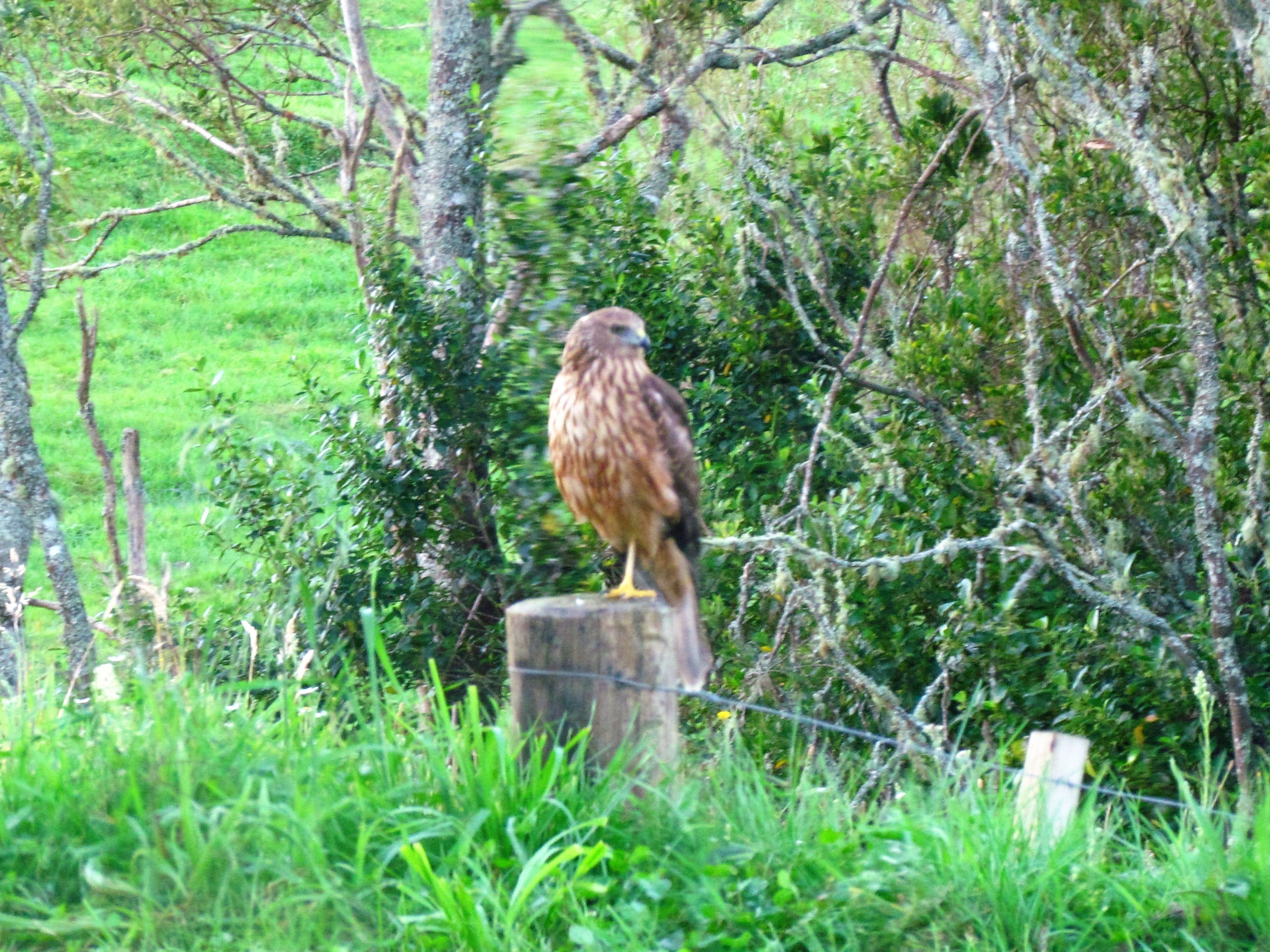 Un pájaro posado sobre un poste de madera rodeado de follaje.