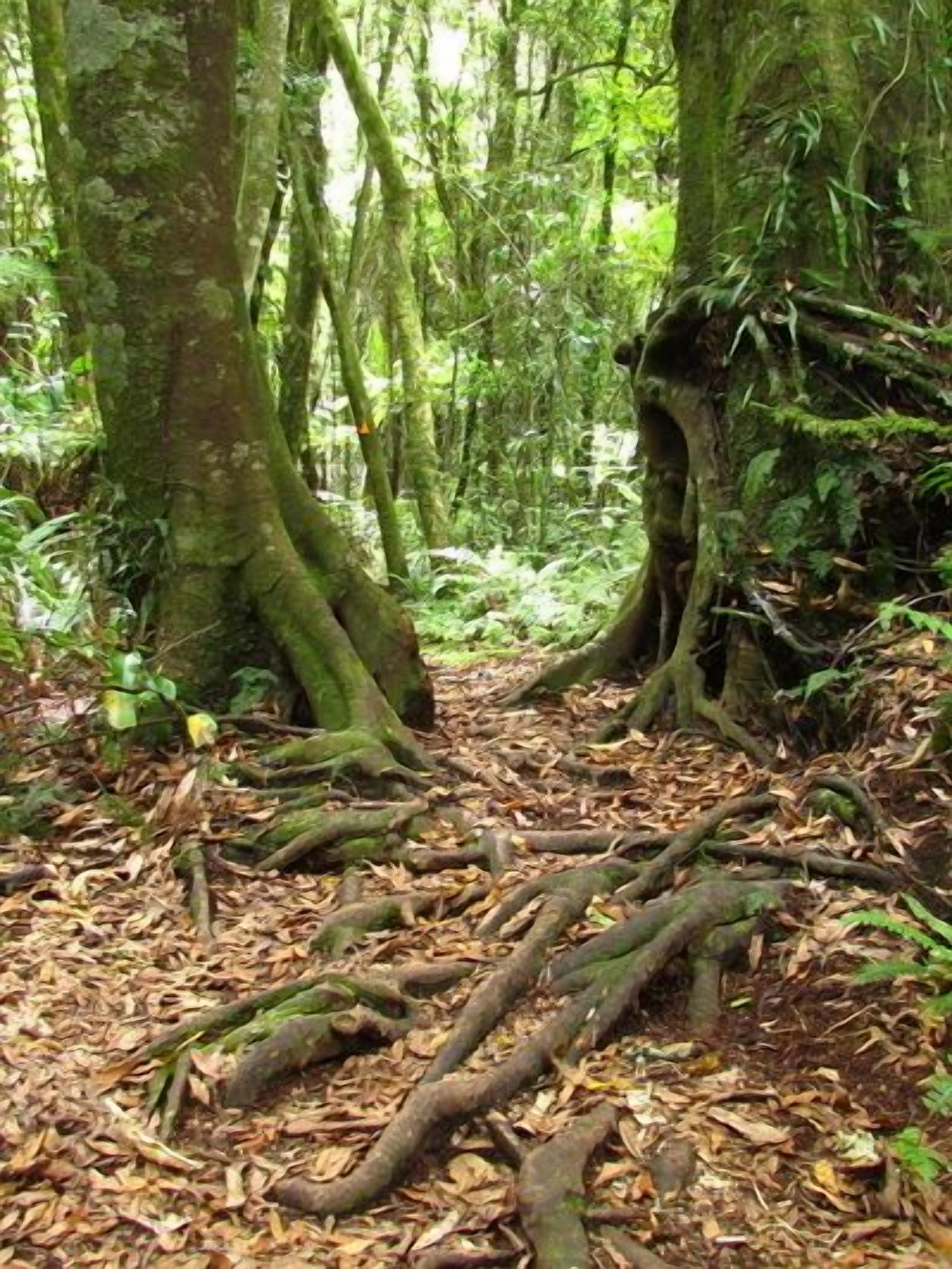 Un suelo de bosque cubierto de raíces entrelazadas y hojas caídas.