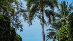A pathway flanked by palm trees and greenery, leading towards a body of water. - The Anda Mani Khaolak Beachfront Villas (Thai Mueang)
