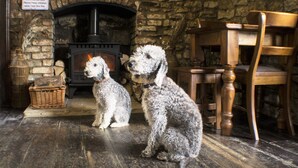 Two dogs sitting in front of a fireplace in a rustic room with a stone wall, a wooden table, and a chair. - The Royal Oak Hotel (York)