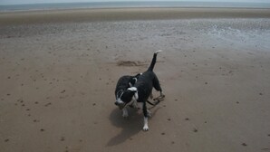A dog on a sandy beach with footprints and a visible shoreline. - The Jasmine Guest House (Bridlington)