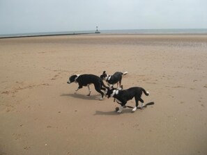 A beach with three dogs playing. - The Jasmine Guest House (Bridlington)