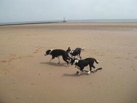 Una playa con tres perros jugando.