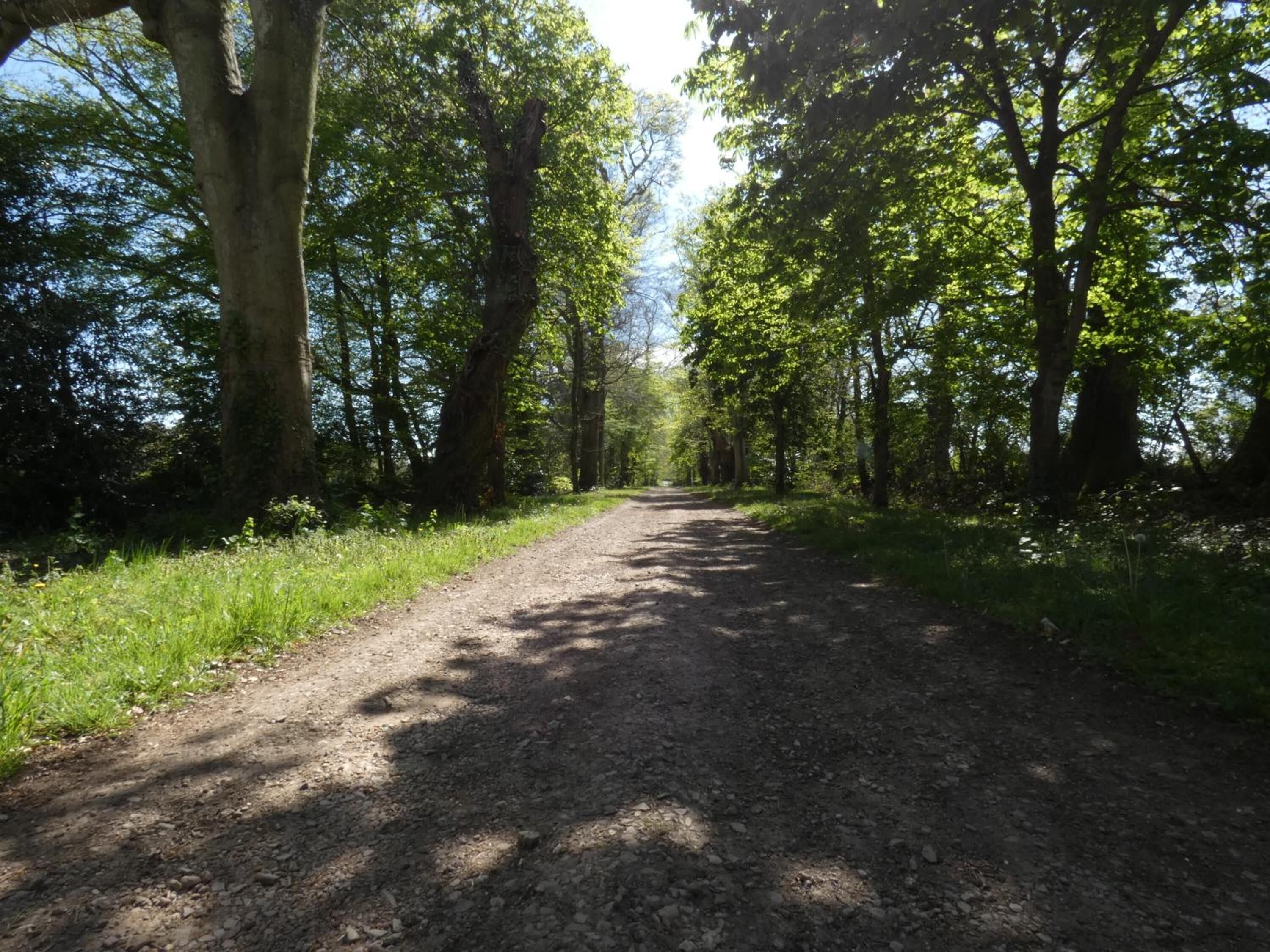 Un sendero de tierra serpentea por un bosque con árboles altos a ambos lados.
