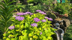 A garden with hydrangea plants and a stone birdbath. - The Some Pension (Seogwipo)